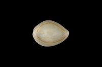 藏品(金環寶螺)的圖片